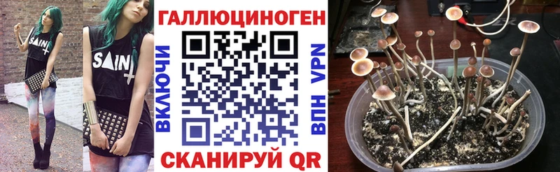маркетплейс наркотические препараты  ОМГ ОМГ   Ачинск  где купить наркоту  Галлюциногенные грибы Magic Shrooms 